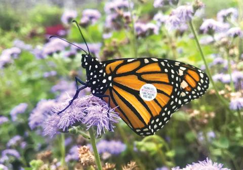 Photo of monarch butterfly