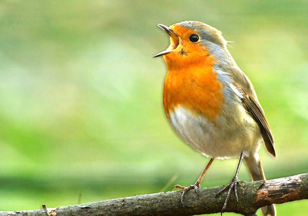 Small bird sitting on a tree branch