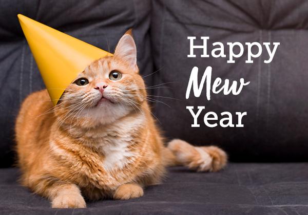 Orange cat wearing a party hat